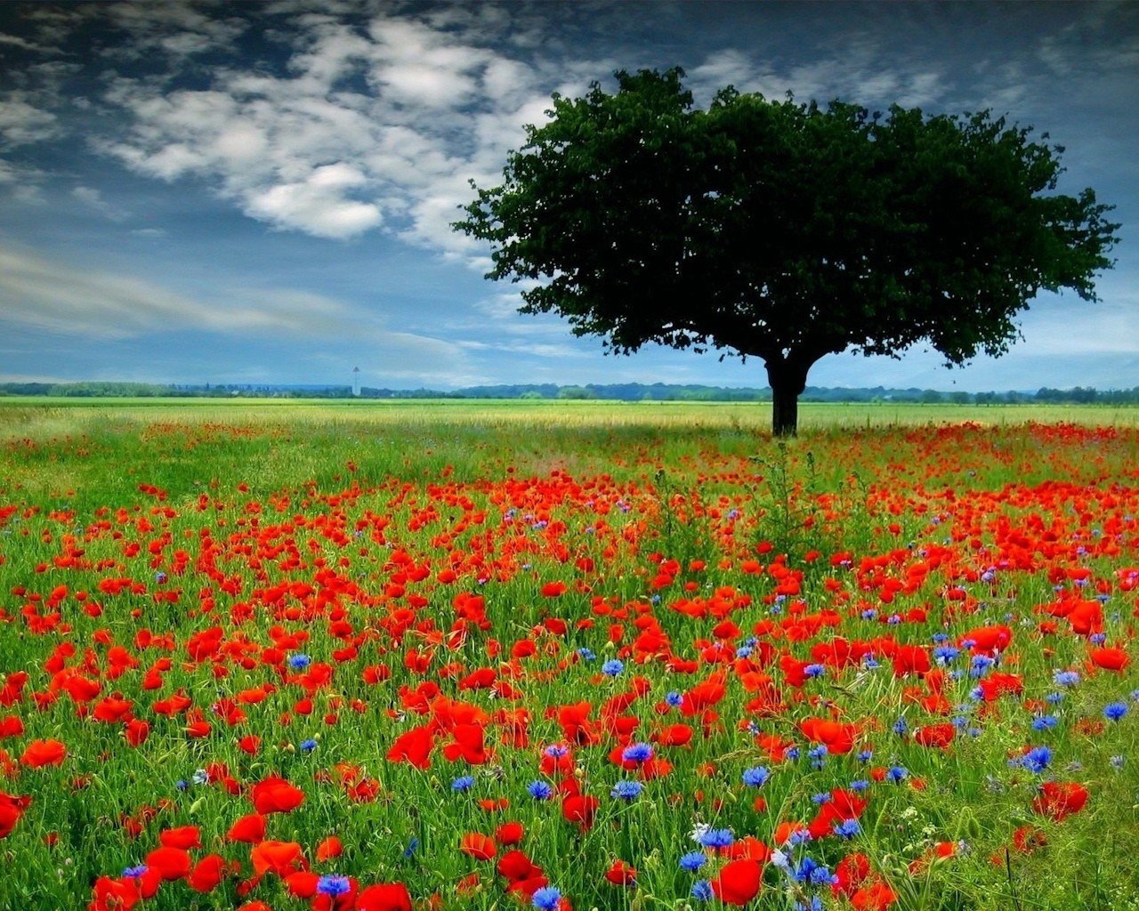 champ coquelicots fleurs arbre