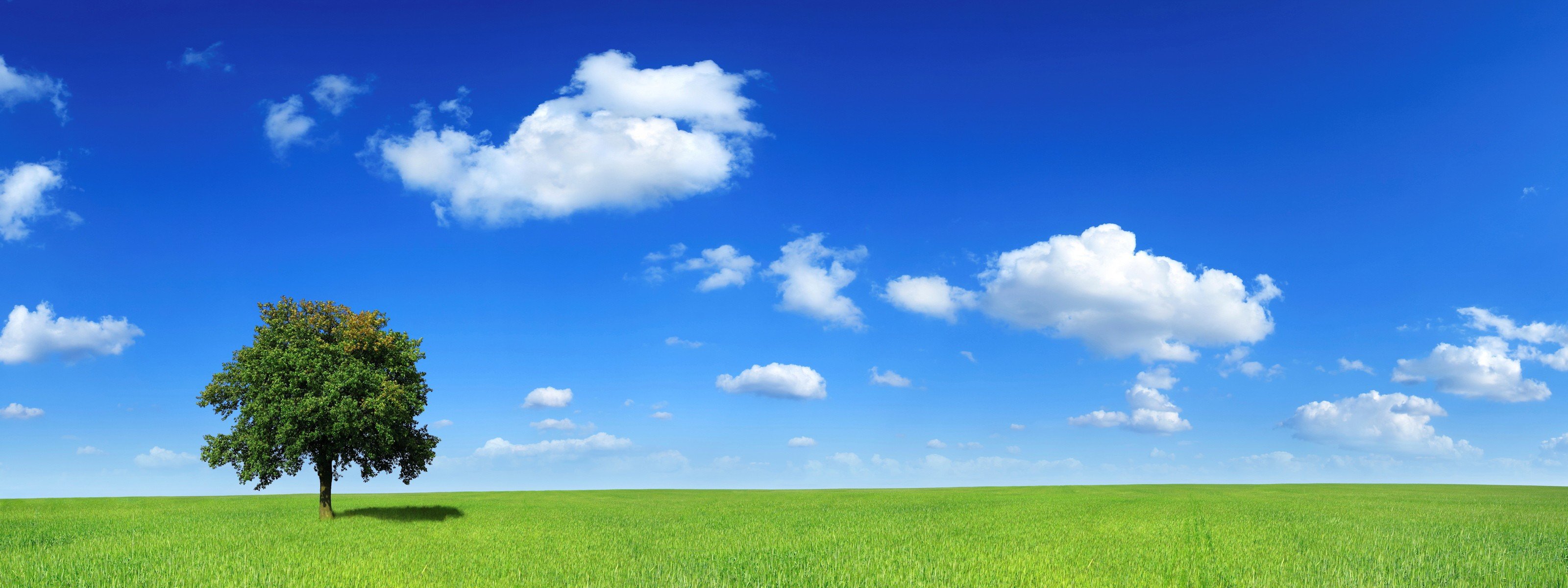 baum feld wolken horizont