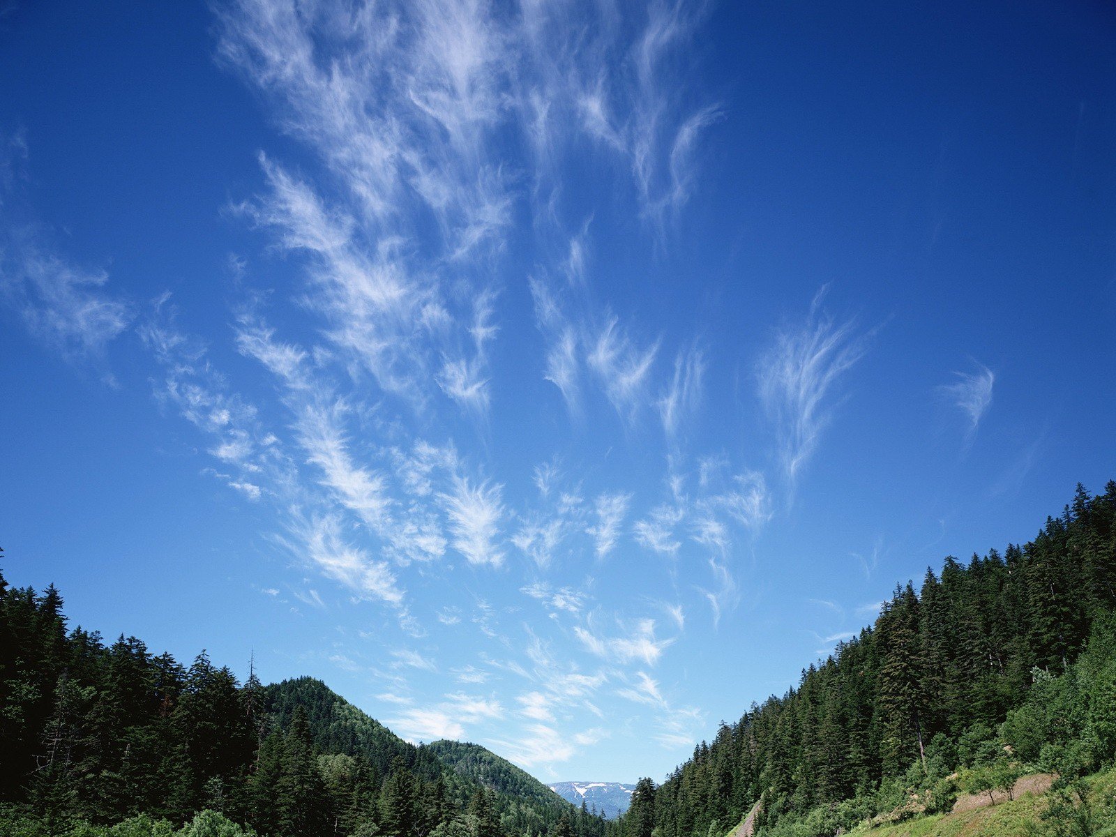 nuages ciel forêt