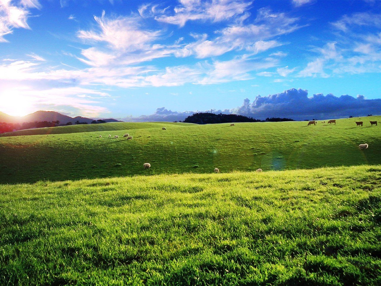 feld wolken schafe