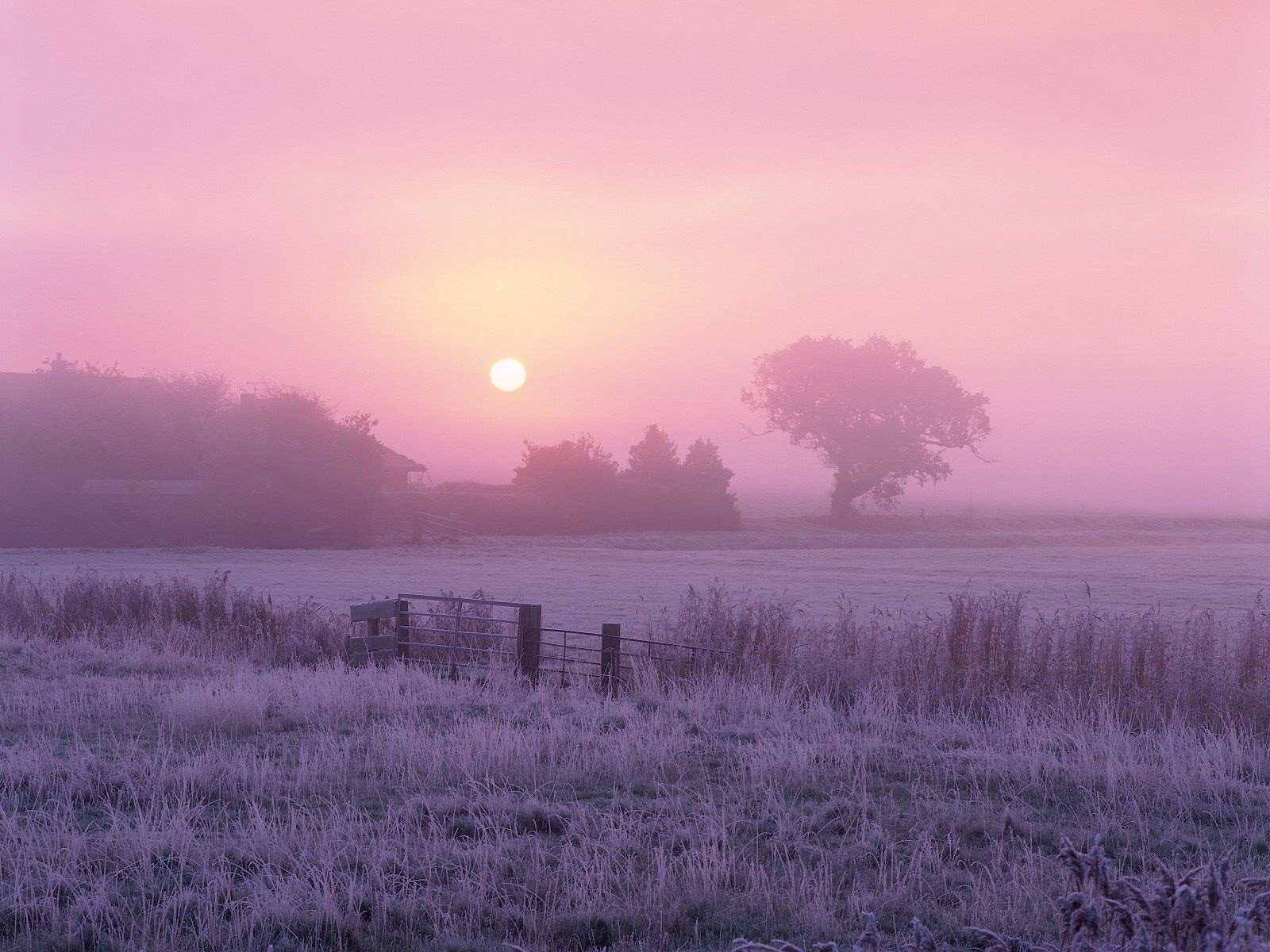 matin soleil arbre gel brouillard