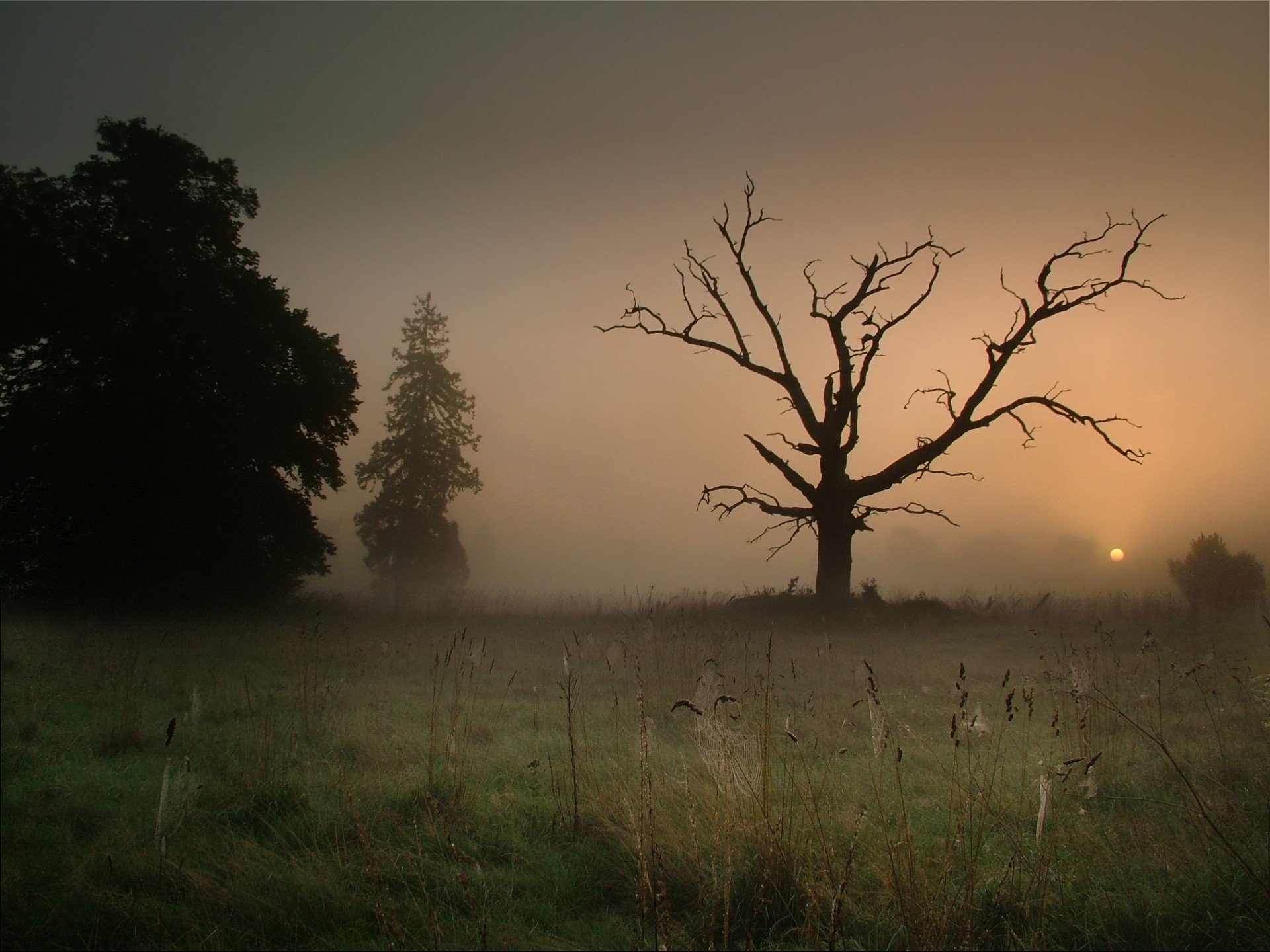 baum nebel spinnennetz