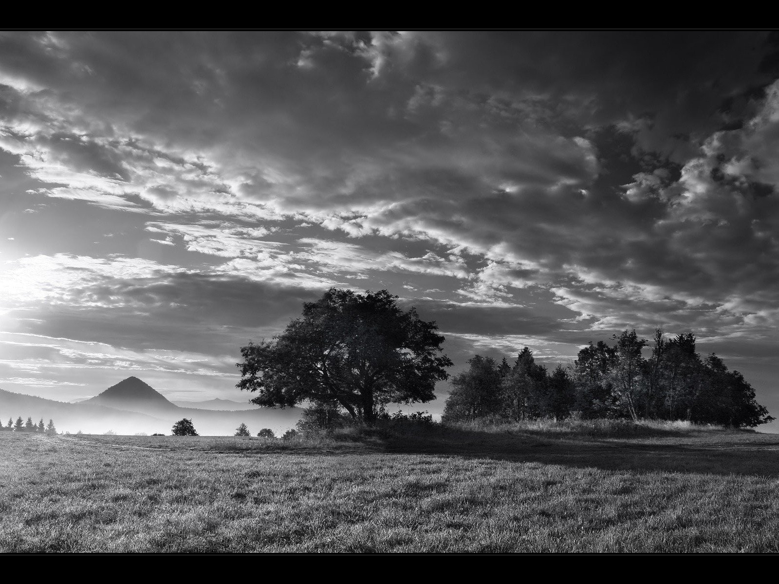 noir et blanc bois brouillard