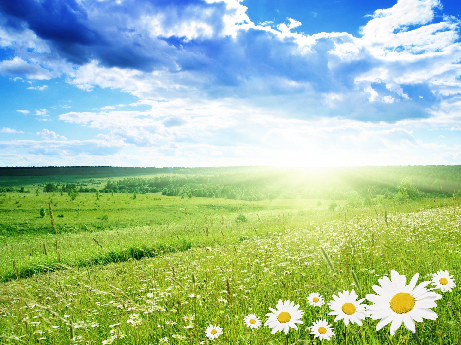 frühling gänseblümchen feld wolken sommer