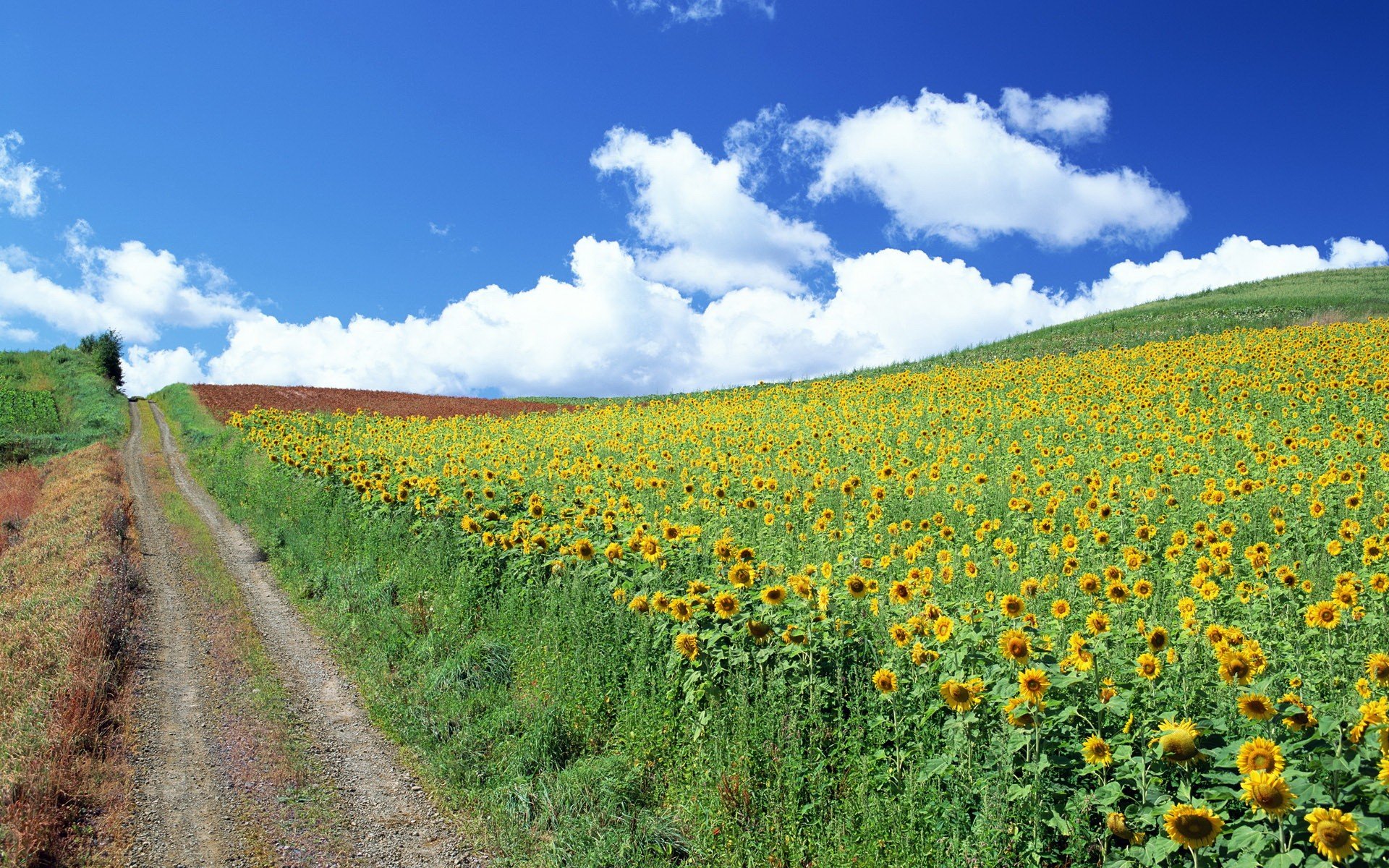 tournesols route nuages