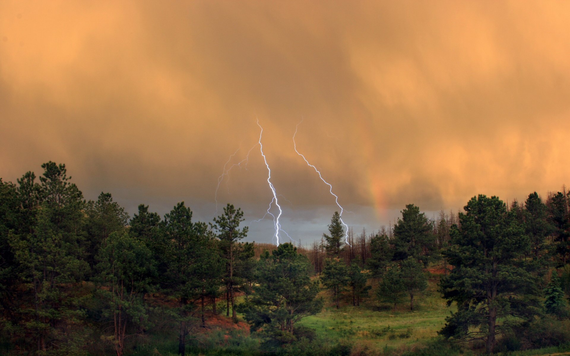 forêt foudre nuages