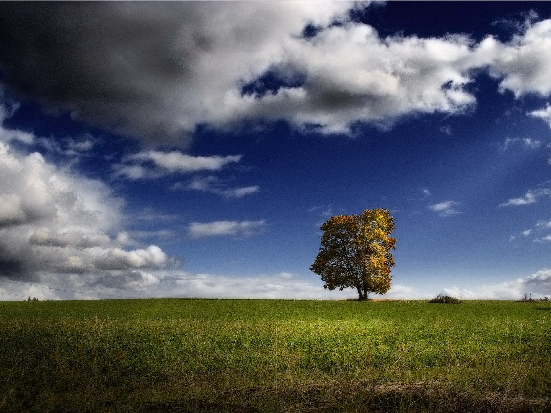 albero campo nuvole