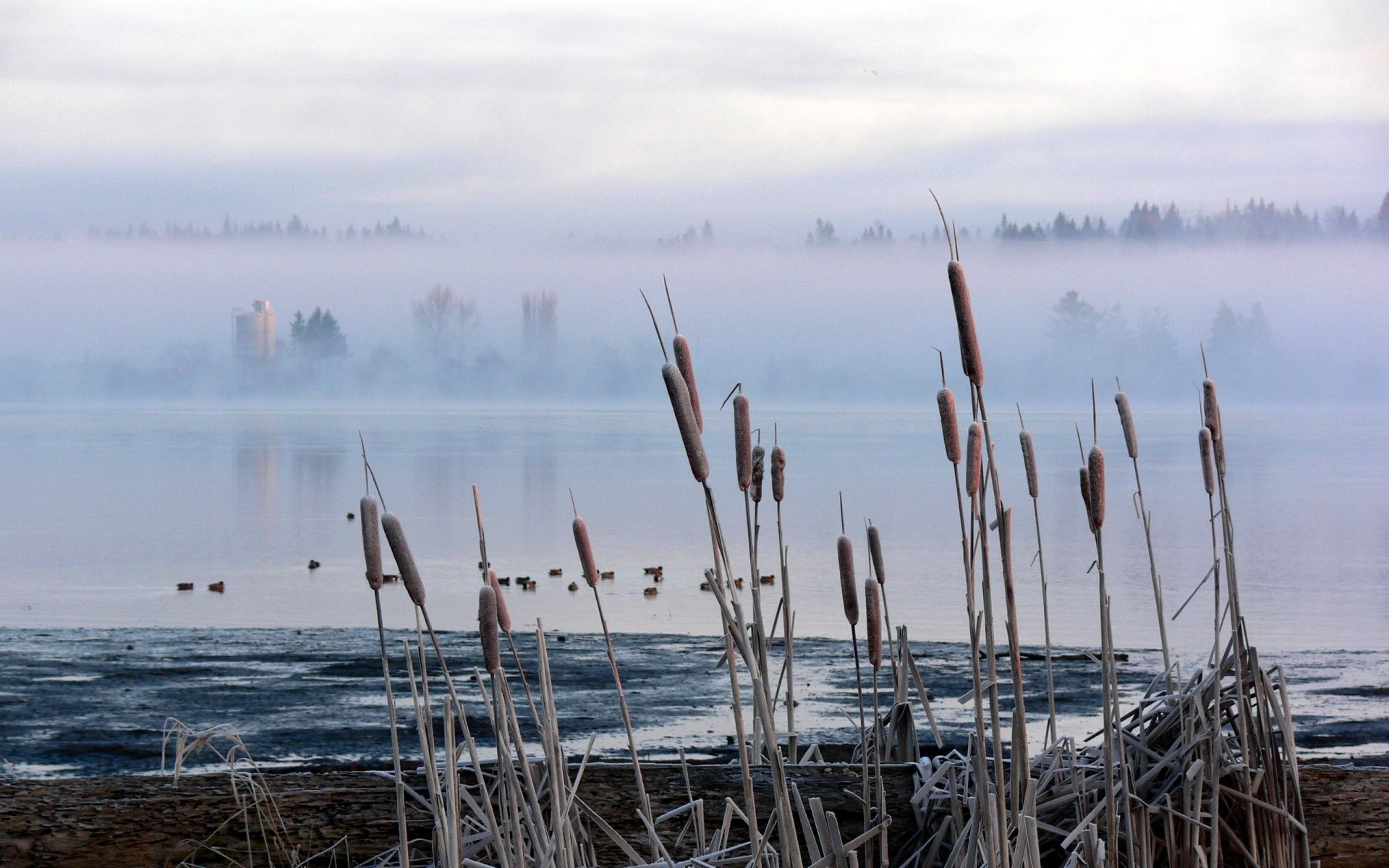 rohrkolben schilf sumpf nebel