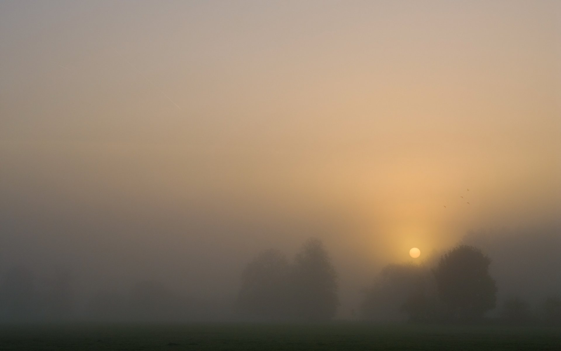 coucher de soleil arbres brouillard