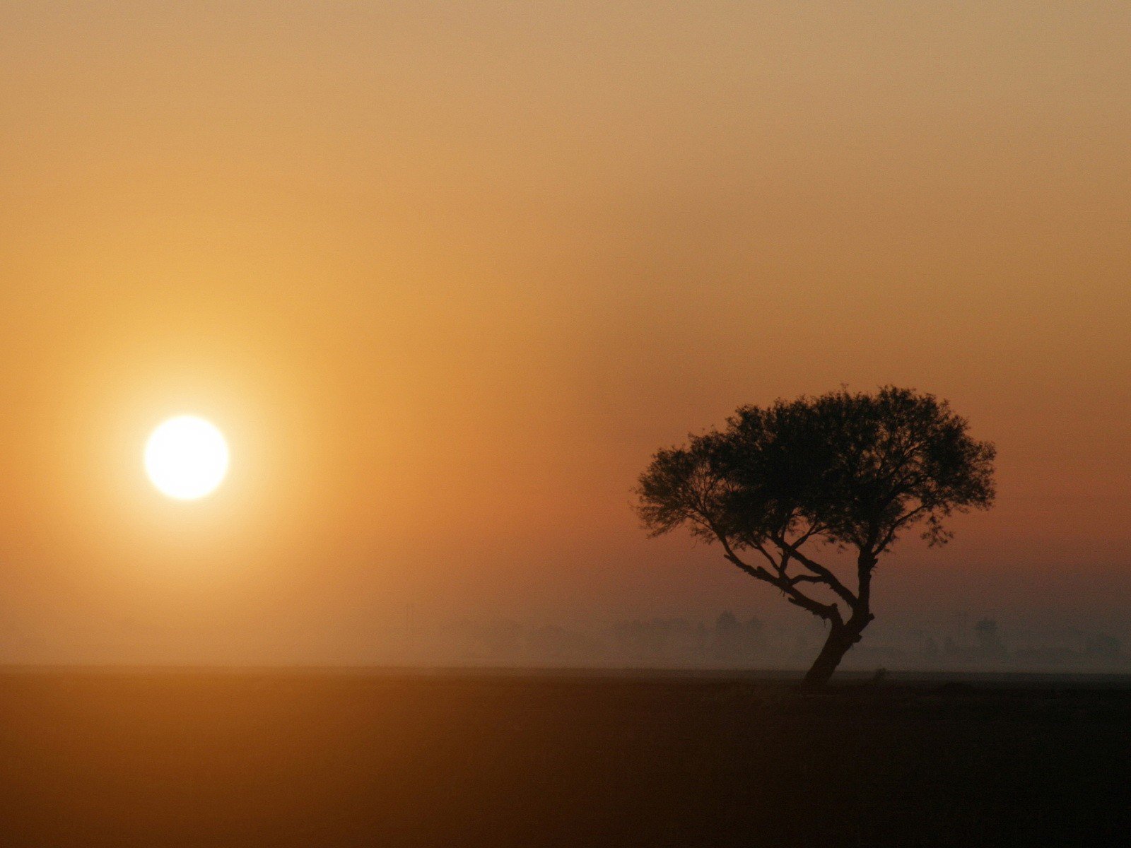 sonne baum nebel