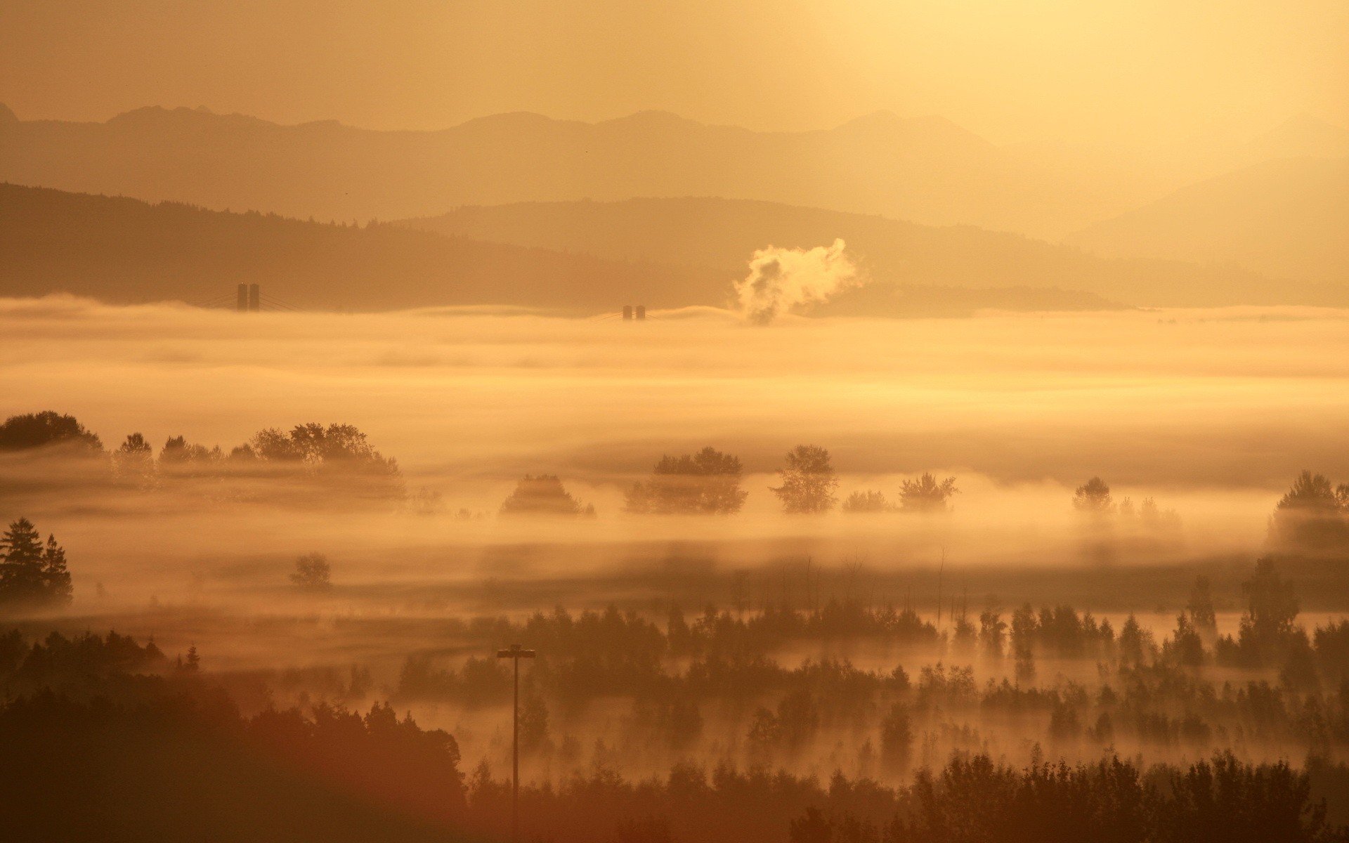 nebbia alberi mattina