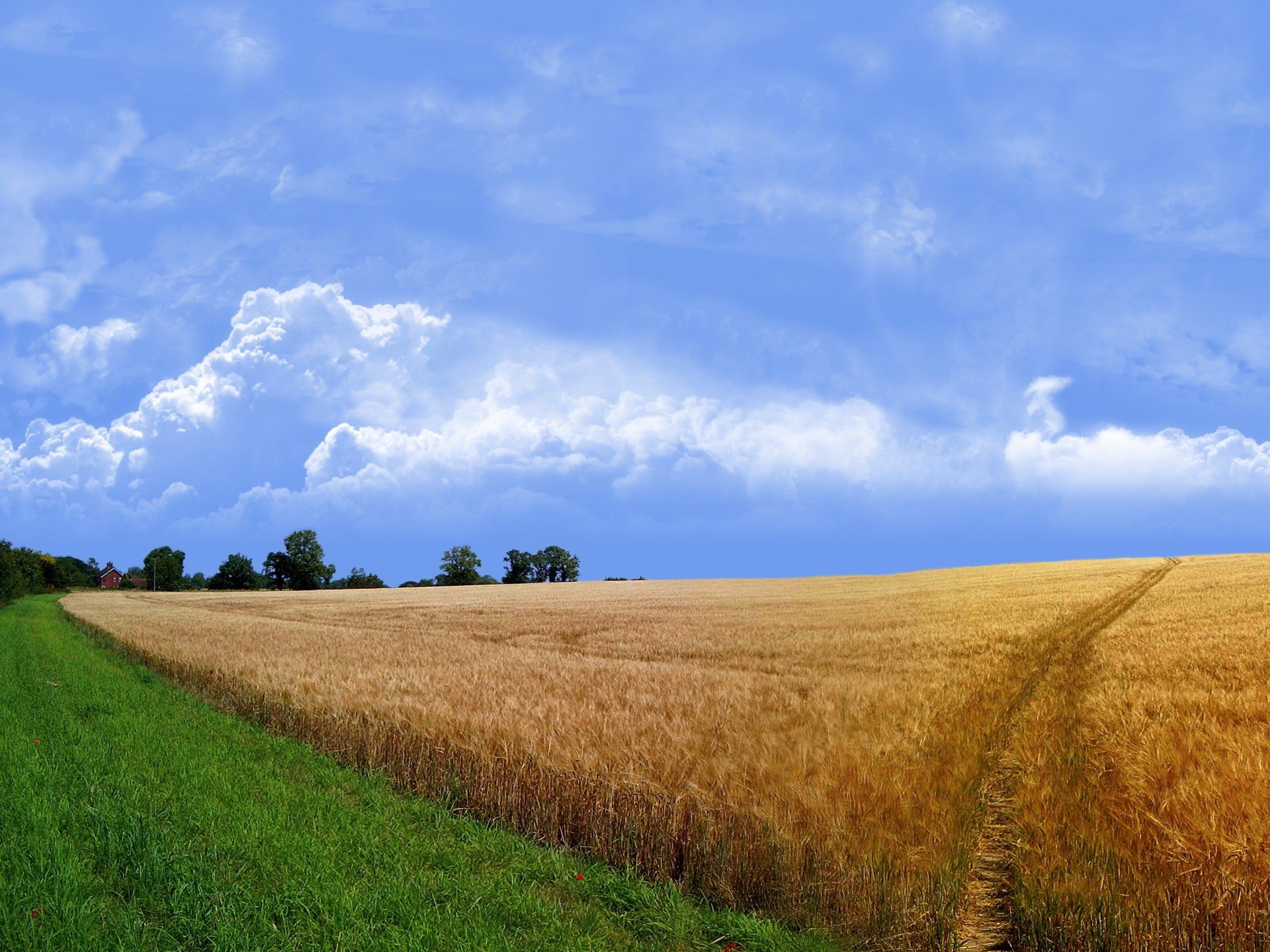 campo camino hierba