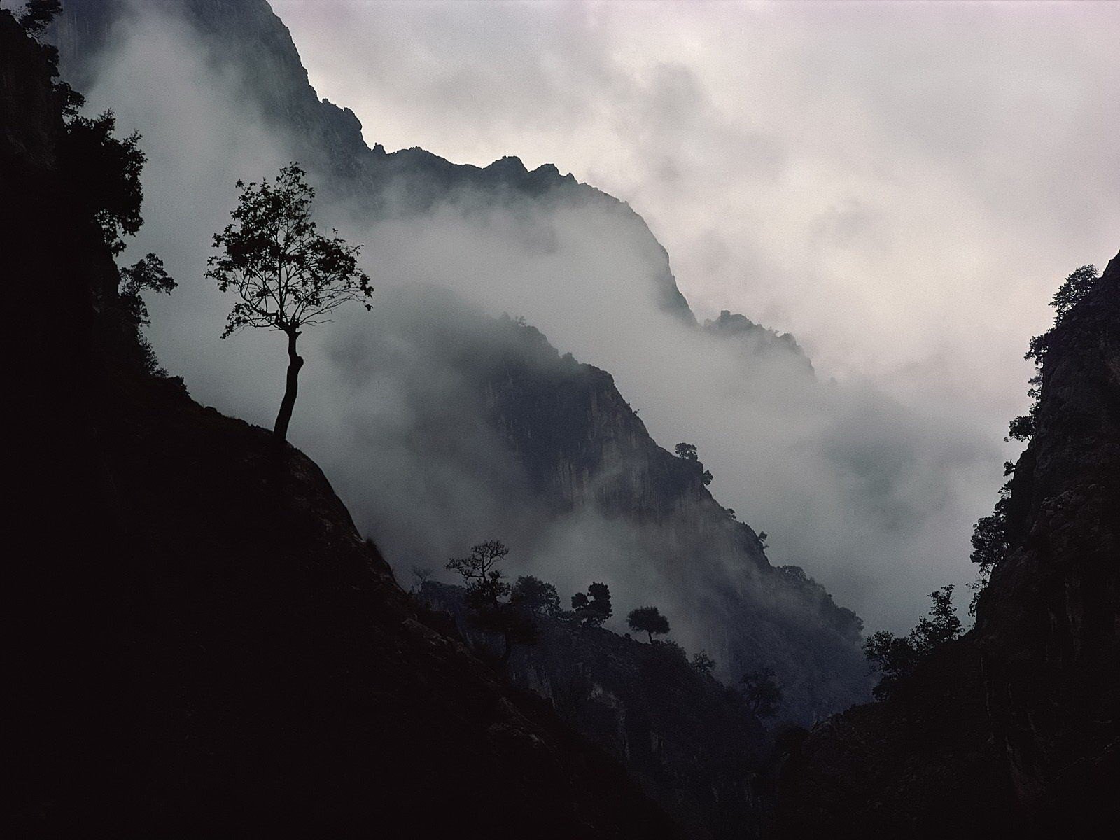 arbre pente montagnes brouillard