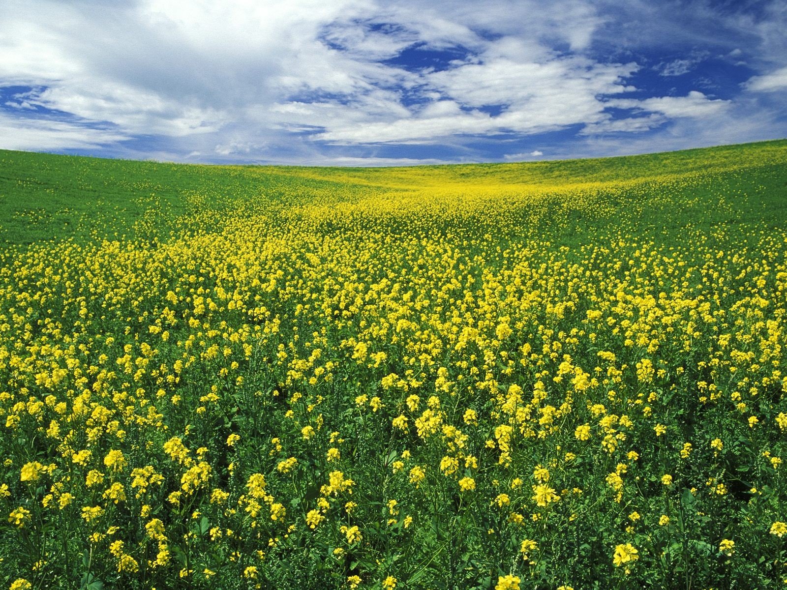 campo flores nubes verano