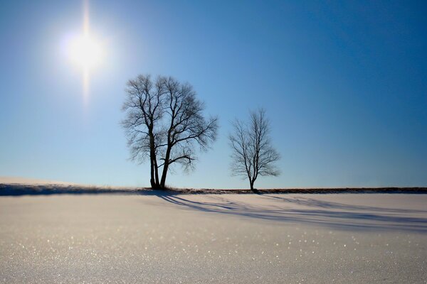 Trees on the sand under the sun