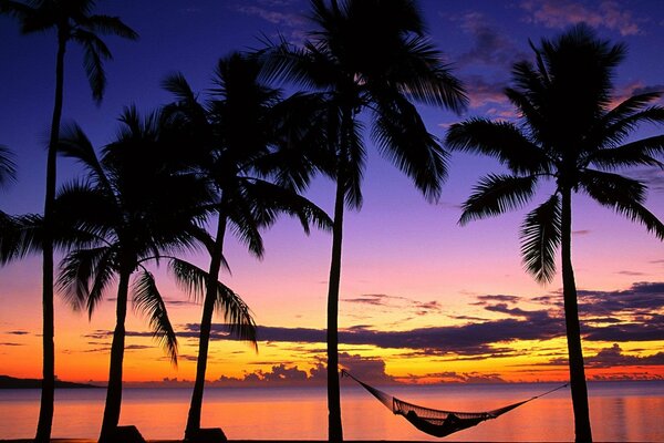 Hammock in palm trees on the island of Fiji