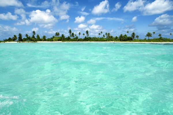 Landscape. The sea with a sandy shore with palm trees