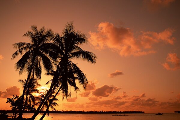 Palmeras al atardecer en medio del mar