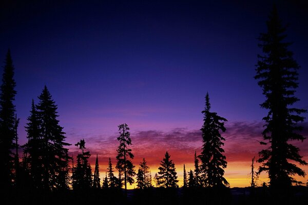 Arbres sur fond de ciel coucher de soleil