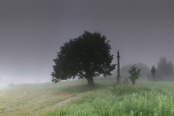 Ein einsamer Baum im Morgennebel