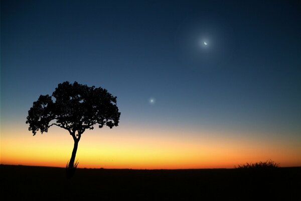 The tree is drowning in the evening twilight