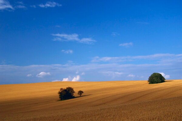 Deserto con cielo blu e due cespugli