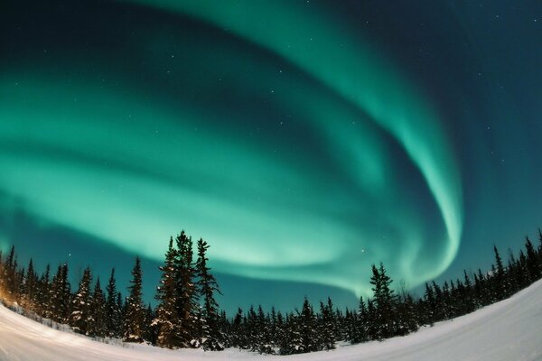 Aurora boreale turchese sopra la foresta