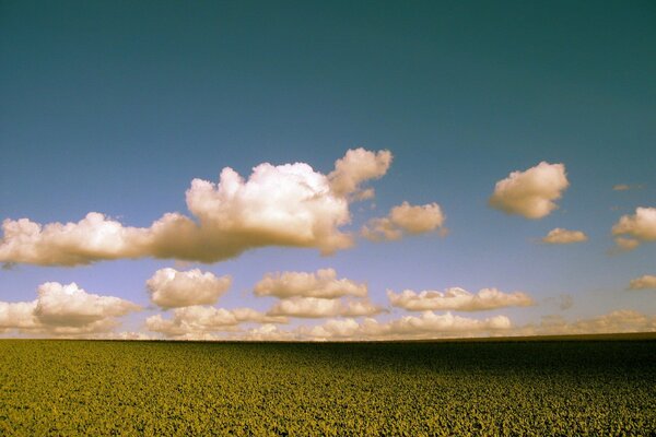 Wolken als Lamm über dem grünen Feld