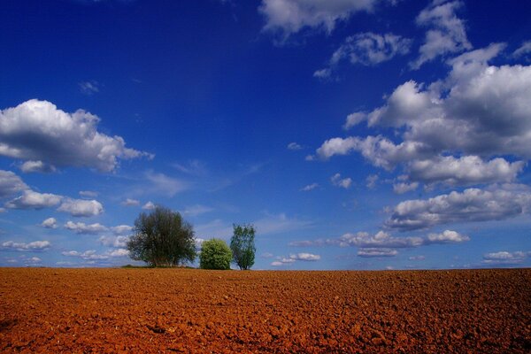 Trois arbres sur un horizon bleu rouge