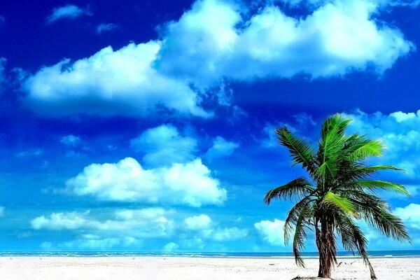 Una palmera solitaria florece en la arena y en Dalí se ven nubes blancas