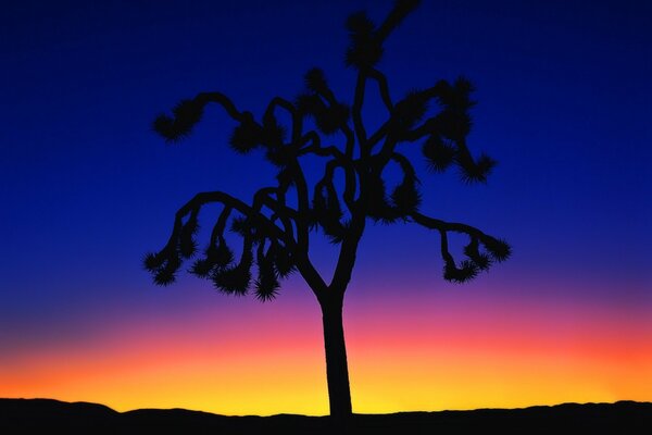 Ungewöhnlicher Baum im Hintergrund des Sonnenuntergangs