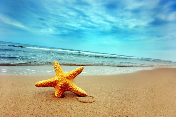 Estrella de mar en la arena junto al mar