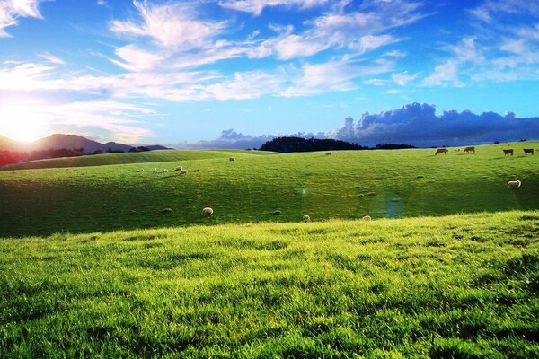 Prairie verte et troupeau de moutons