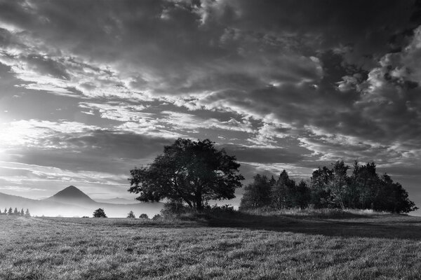 Black and white picture of nature