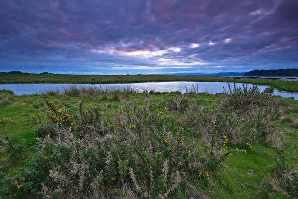 Thorns on the lake shore on a cloudy evening