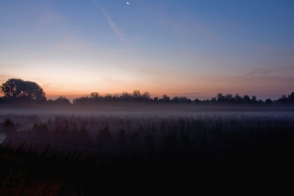 Nachtnebel in einem Feld unter dem Mond