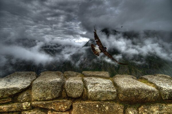 Eagle flight in the mountains