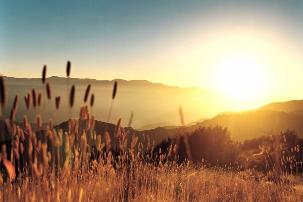 Die Ähren des goldenen Grases bei hellem Sonnenuntergang