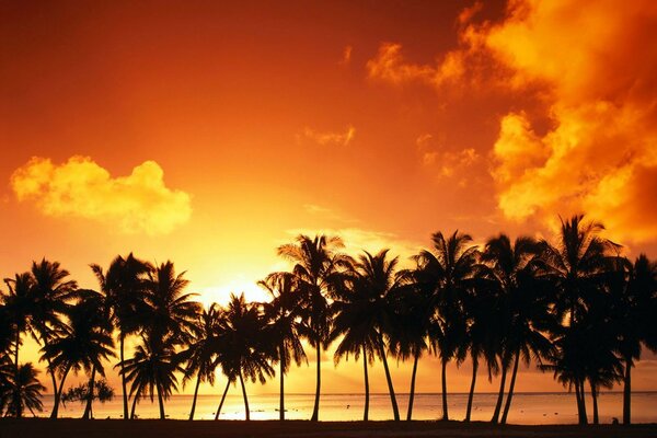 Palmeras en medio de una puesta de sol nublada