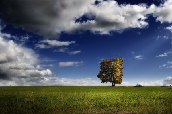 A lonely tree in a field surrounded by fluffy white clouds