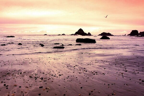 Beautiful waves. A seagull flying over the rocks