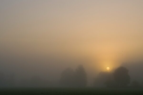 Sonnenuntergang vor dem Hintergrund von Nebel und Bäumen