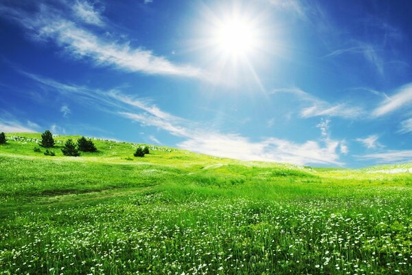 Campo verde bajo el cielo azul