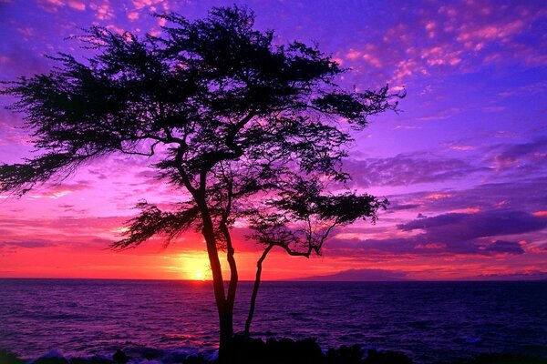 Árbol en el fondo de una colorida puesta de sol hawaiana