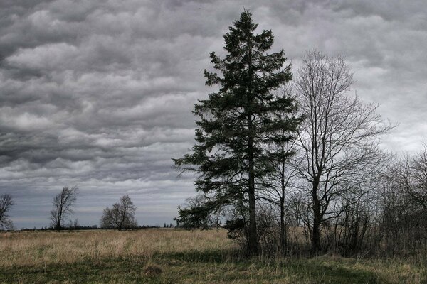 Ein Baum auf einem bewölkten Wetterhintergrund