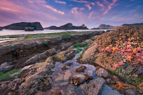 Stone beach with sea stars