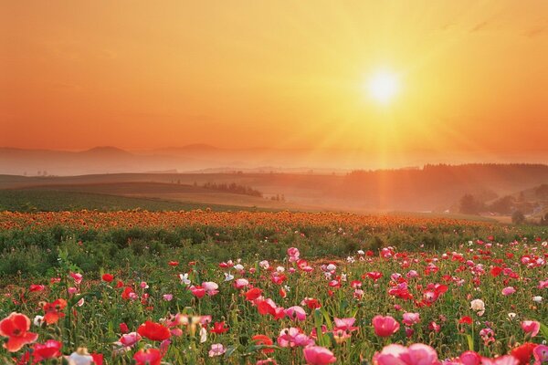 Wildflowers at sunset