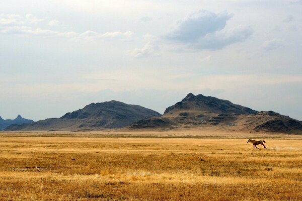 Pferd in der Steppe mit Hügeln