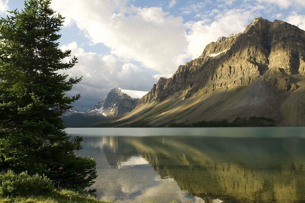 Spruce tree near a mountain lake