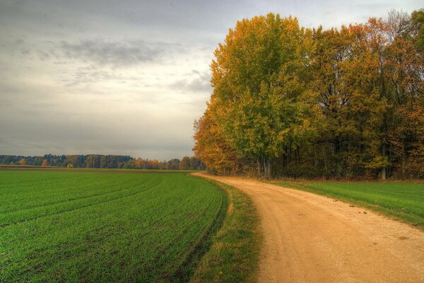 Strada forestale. campo vicino alla foresta